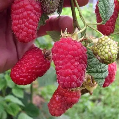 Малина МАРОСЕЙКА в Мозыре