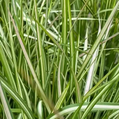 Вейник АВАЛАНШ остроцветковый в Мозыре