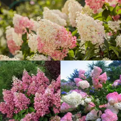 Комплект ЯГОДНОЕ МОРОЖЕНОЕ в Мозыре