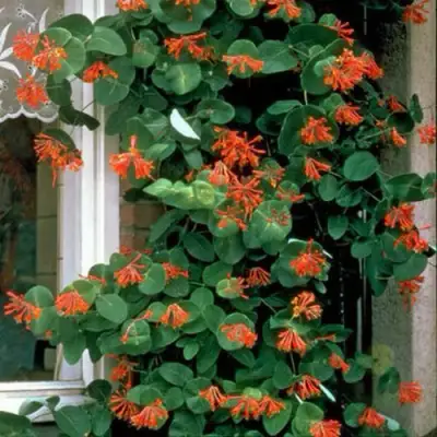 Жимолость ДРОМПОР СКАРЛЕТТ брауна в Мозыре