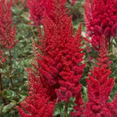 Астильба СКАЙСКРЕЙПЕР китайская в Мозыре