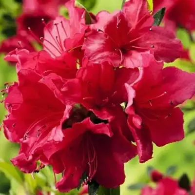 Азалия АРАБЕСК японская в Мозыре