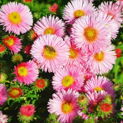 Астра РУДЕЛЬСБУРГ новоанглийская в Мозыре