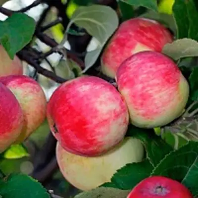 Яблоня СЕРЕБРЯНОЕ КОПЫТЦЕ в Мозыре