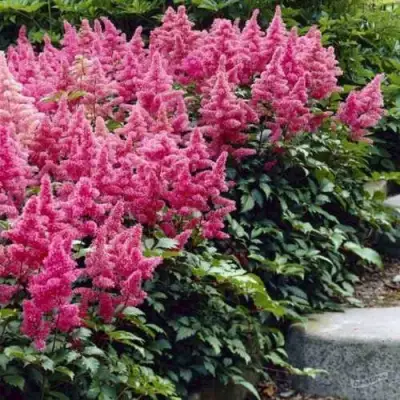 Астильба БОНН японская в Мозыре