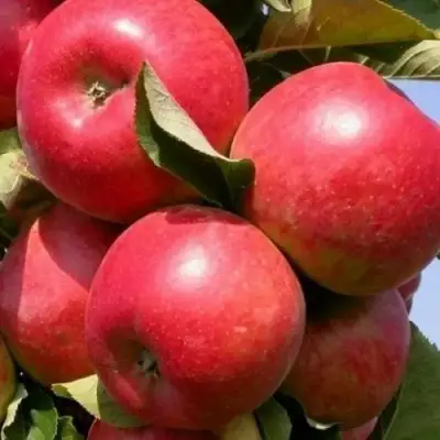 Яблоня ДЖИН колонновидная в Мозыре