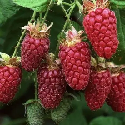 Малина РУБИНОВОЕ ОЖЕРЕЛЬЕ в Мозыре