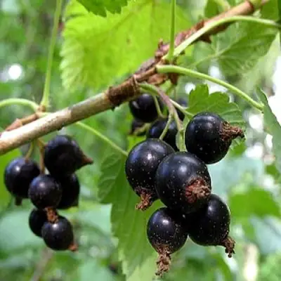 Смородина чёрная БИНАР в Мозыре