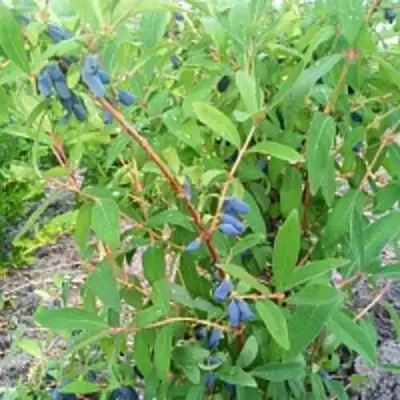 Жимолость съедобная АМФОРА в Мозыре