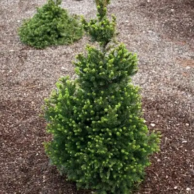 Ель ВИЛС ЦВЕРГ обыкновенная в Мозыре