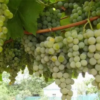 Виноград АНАНАСНЫЙ РАННИЙ в Мозыре