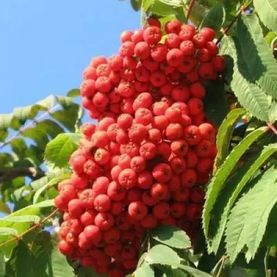 Рябина НЕВЕЖИНСКАЯ сладкоплодная в Мозыре