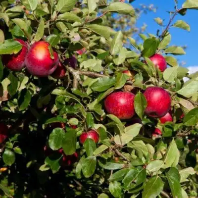 Яблоня СЯБРЫНА в Мозыре