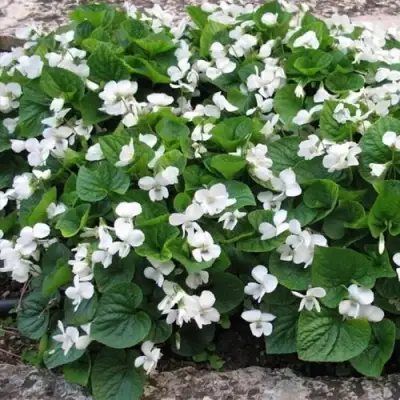 Фиалка АЛЬБИФЛОРА сестринская в Мозыре