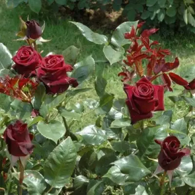 Роза БЛЭК БАККАРА чайно-гибридная в Мозыре