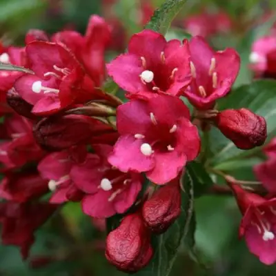 Вейгела ЕВА РАТКЕ в Мозыре