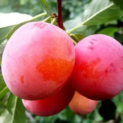 Слива КОМЕТА в Мозыре