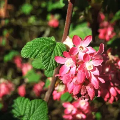 Смородина кроваво-красная ПУЛБОРО СКАРЛЕТ  в Мозыре