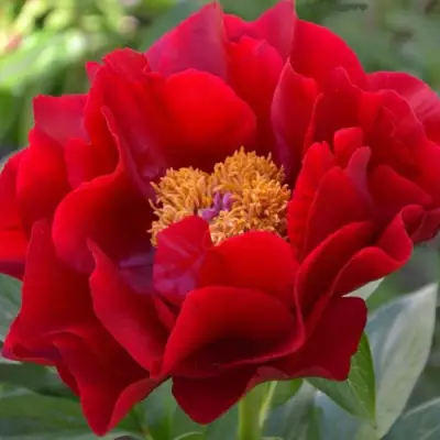 Пион МАКИНАК ГРАНД травянистый в Мозыре