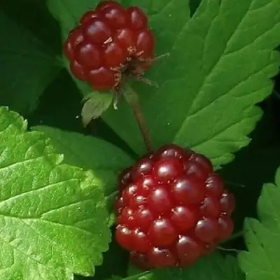 Княженика КЛОН в Мозыре