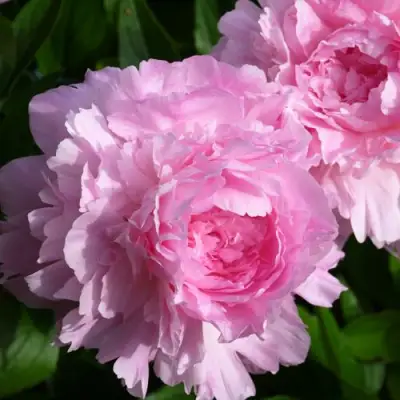 Пион ЛЕТЯЩИЙ ЖУРАВЛЬ травянистый в Мозыре