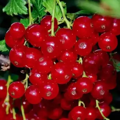 Смородина красная СЕРПАНТИН в Мозыре