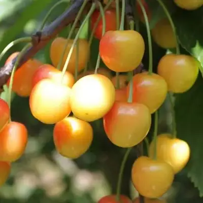 Черешня ЯНТАРНАЯ в Мозыре