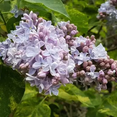 Сирень АУКУБАФОЛИЯ в Мозыре