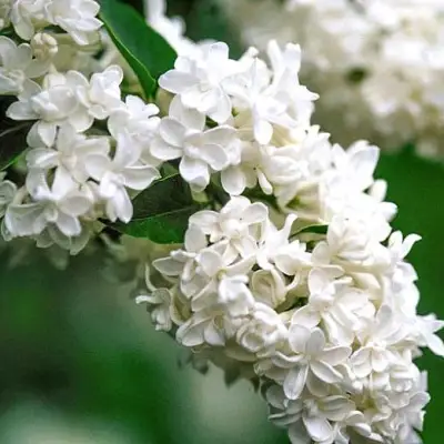 Сирень МАДАМ ЛЕМУАН в Мозыре