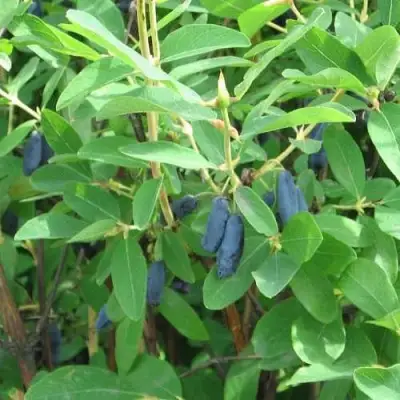 Жимолость съедобная ПУШКИНСКАЯ в Мозыре