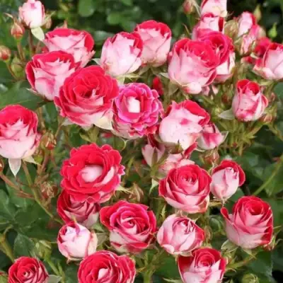 Роза ШОНЕ КОБЛЕНЦЕРИН флорибунда в Мозыре