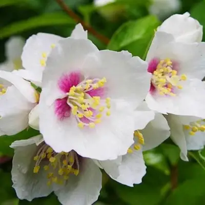 Жасмин БЕЛЬ ЭТУАЛЬ в Мозыре