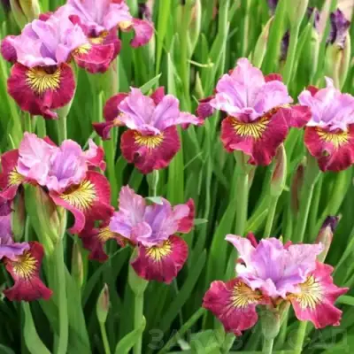 Ирис МИСС ЭППЛ сибирский в Мозыре