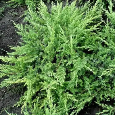 Можжевельник ШЛЯГЕР прибрежный в Мозыре