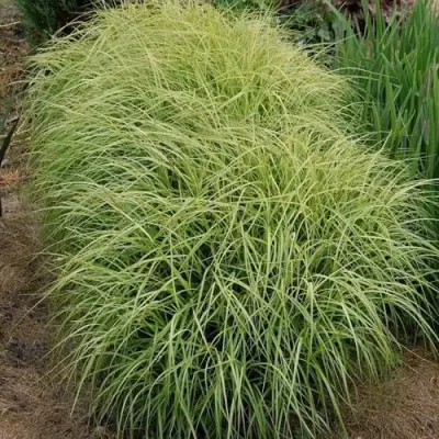 Осока ВАРИЕГАТА пальмолистная в Мозыре