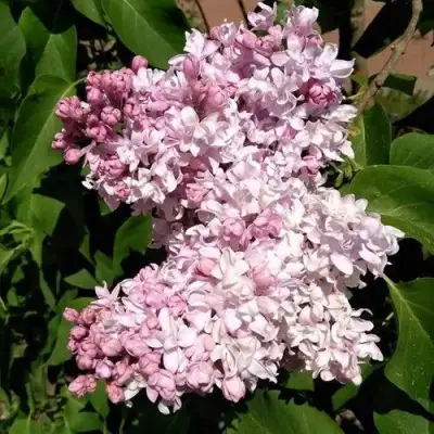 Сирень МИЛОСЕРДИЕ в Мозыре