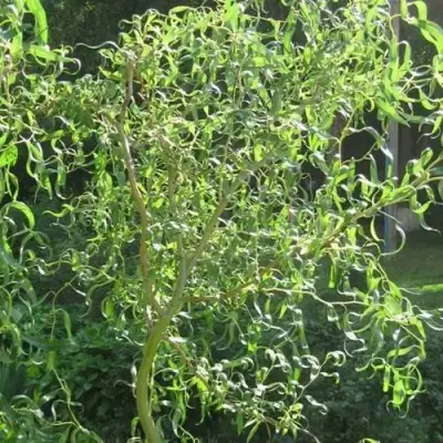 Ива МАТСУДАНА в Мозыре