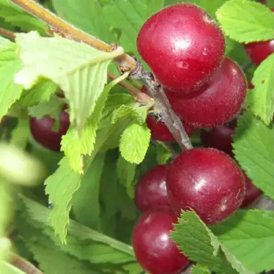 Вишня персиковая АФЛОЦЕРАЗУС в Мозыре