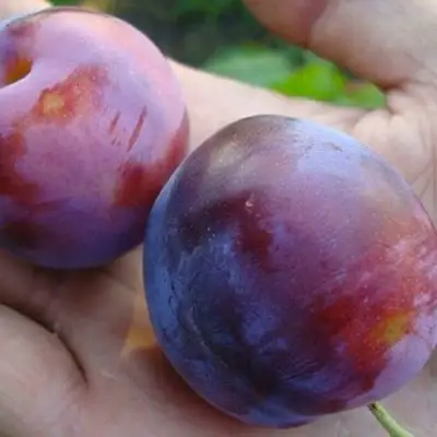 Слива РЕНКЛОД в Мозыре