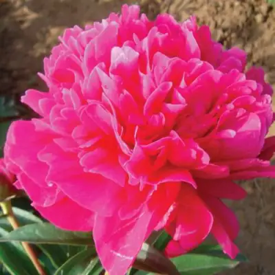 Пион РУБИНОВЫЙ СВЕТ травянистый в Мозыре