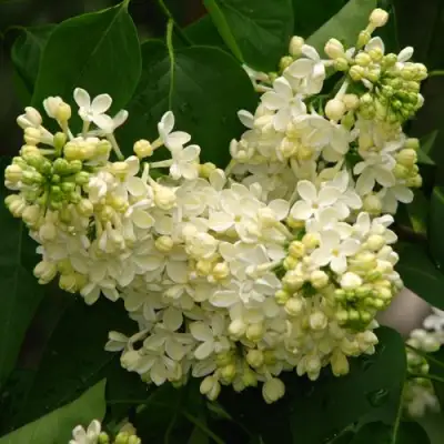 Сирень ПРИМРОУЗ в Мозыре