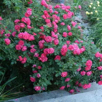 Роза ДЖОРДЖ ВАНКУВЕР флорибунда в Мозыре