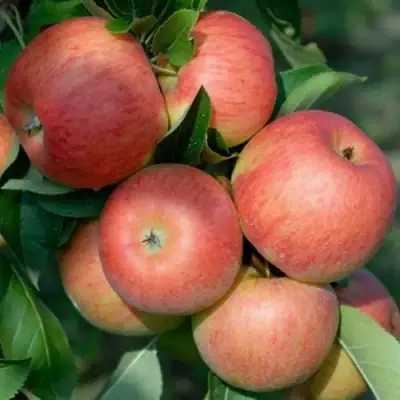 Яблоня ТОПАЗ в Мозыре