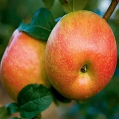 Яблоня ПЕРСИКОВАЯ в Мозыре