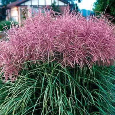 Мискантус МАЛЕПАРТУС китайский  в Мозыре