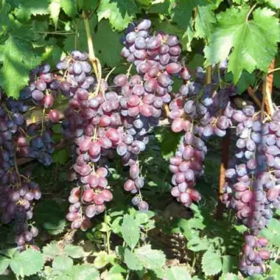 виноград Глаша