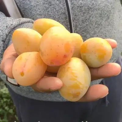 Слива ЯХОНТОВАЯ в Мозыре