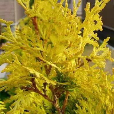 Туя ЕВРОПА ГОЛД западная в Мозыре