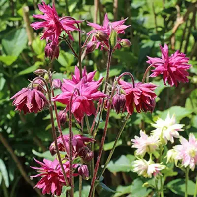 Аквилегия БАРЛОУ БОРДО обыкновенная в Мозыре