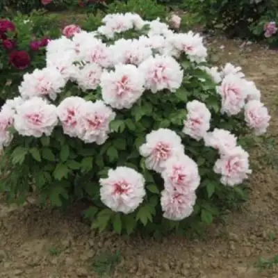 Пион ПЕРСИК ПОД СНЕГОМ древовидный в Мозыре